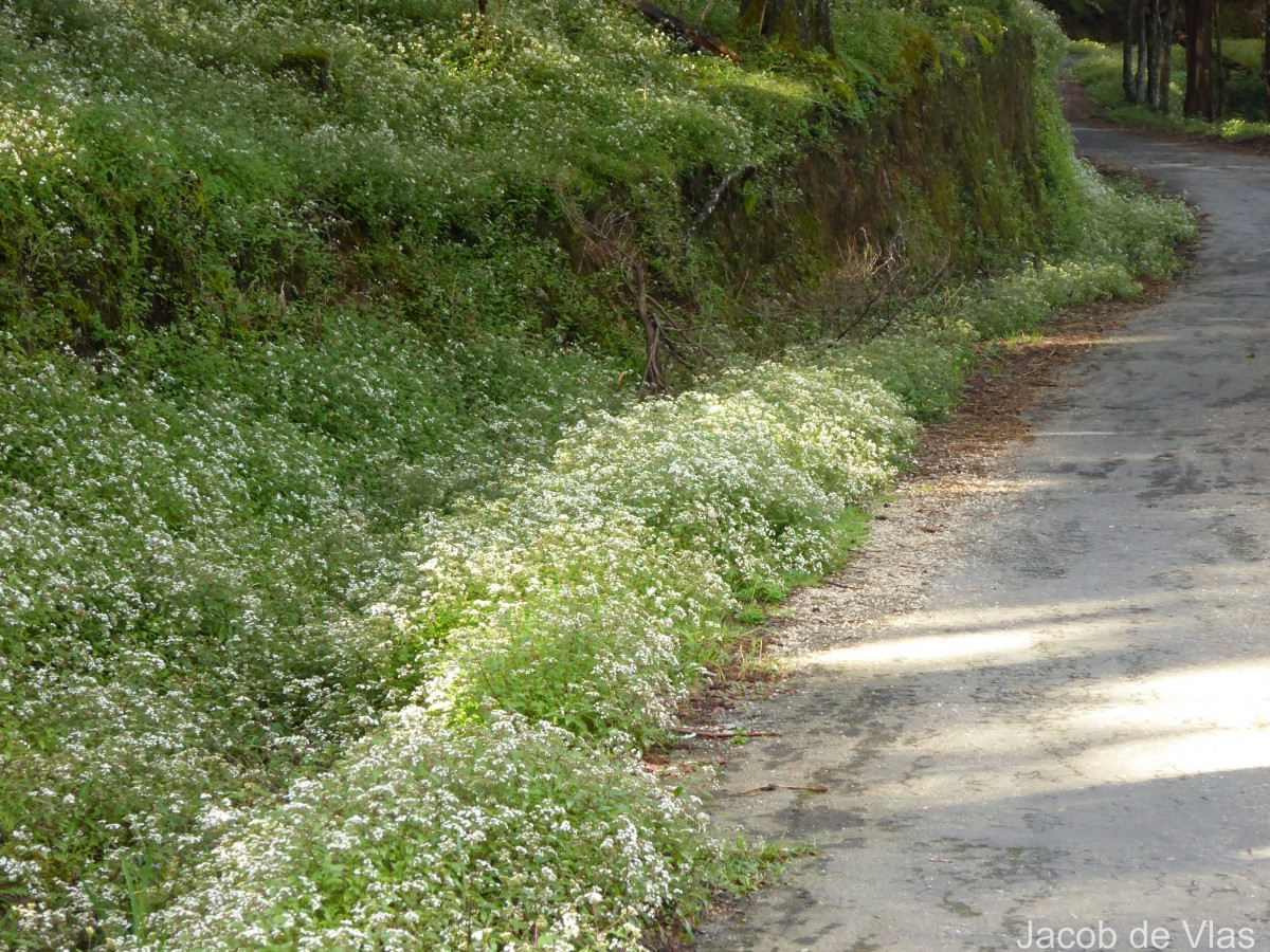 Ageratina riparia (Regel) R.M.King & H.Rob.